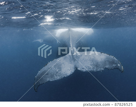 Humpback whale caudal fin 87826525