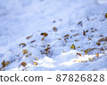 落葉和雪。 87826828
