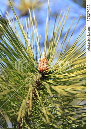Pine shoots Pine shoots 87827021