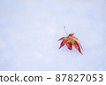 積雪上的秋葉。 87827053