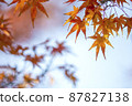 秋天的落葉。 87827138