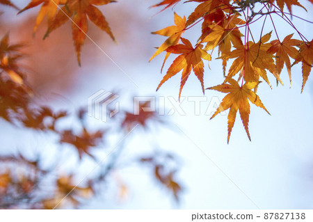 秋天的落葉。 87827138