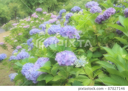 Hydrangea blooming in the rain Hydrangea blooming in the rain 87827146