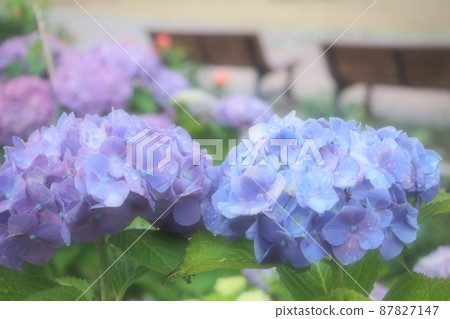 Hydrangea blooming in the rain Hydrangea blooming in the rain 87827147