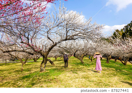 Ogose Plum Grove and tourists Ogose Plum Grove and tourists 87827441