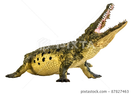 crocodile on isolated background crocodile on isolated background 87827463