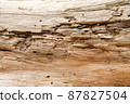 fragment of a tree close up with holes eaten by termites 87827504