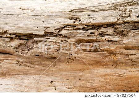 fragment of a tree close up with holes eaten by termites fragment of a tree close up with holes eaten by termites 87827504