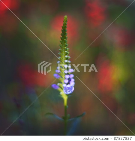 Draw Western flowers in a Western painting style 87827827