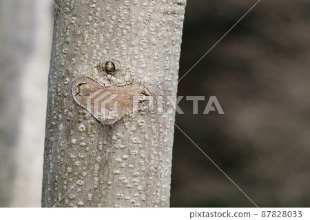 天然植物無患子科，幼樹樹幹上的葉痕。它隨著樹幹的生長而水平擴展，並具有有趣的形狀。 87828033