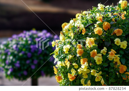 標准定制三色堇 87828234