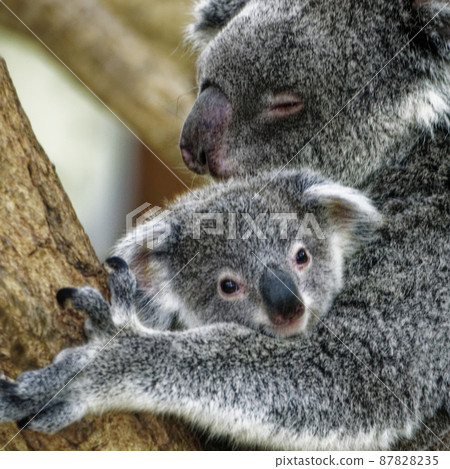 考拉媽媽抱著孩子考拉 87828235
