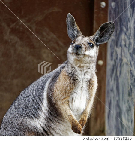 袋鼠仰望天空 87828236