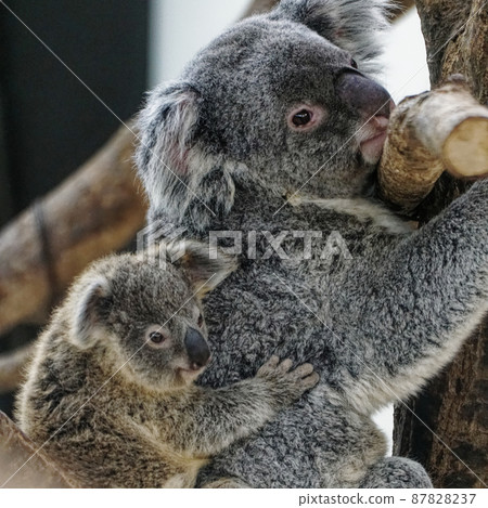 考拉媽媽抱著孩子考拉 87828237