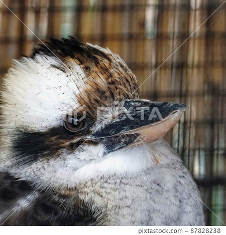 笑翠鳥的視力 87828238