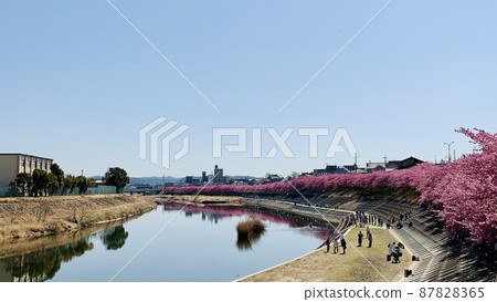 一排櫻花樹（河津櫻花）[音川河床/愛知縣岡崎市] 87828365