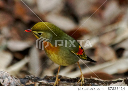 外來物种红嘴 leiothrix 87828414