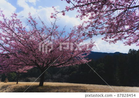 河津櫻花 河津櫻花 87828454