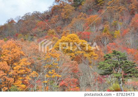 觀音沼森林公園的紅葉 2021-11-3 #100 87828473