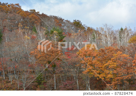 觀音沼森林公園的紅葉 2021-11-3 #101 觀音沼森林公園的紅葉 2021-11-3 #101 87828474