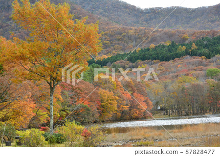 觀音沼森林公園的紅葉 2021-11-3 #104 觀音沼森林公園的紅葉 2021-11-3 #104 87828477