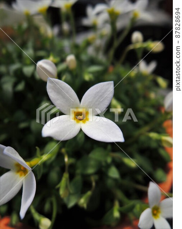 Hinasou (Hinasou) Alias: Tokiwanazuna White 87828694