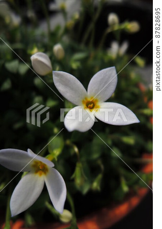 Hinasou（雞草）Houstonia caerulea white 87828695