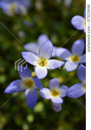 Hina 草，Tokiwanazuna Houstonia caerulea 87828696