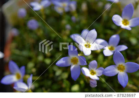 Hinasou（雞草）藍紫色 87828697