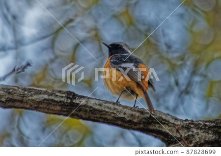 冬鳥Daurian Redstart ♂ 87828699