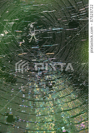 蜘蛛和彩虹色的巢 87828722