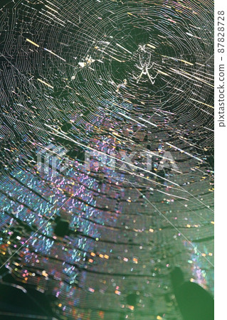 蜘蛛和彩虹色的巢 87828728