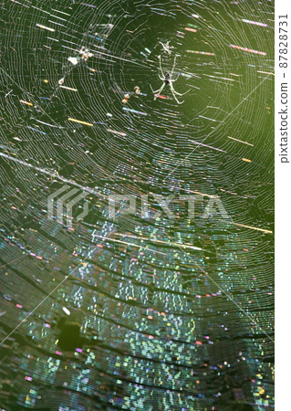 Spider and rainbow-colored nest Spider and rainbow-colored nest 87828731