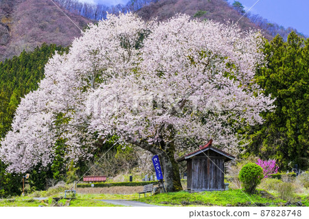 Ichinomiya Jizo's cherry tree 87828748