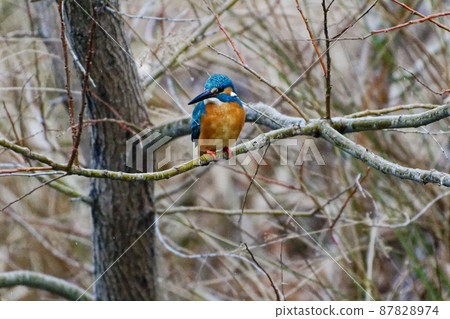 A small bird with a cobalt-colored back and an orange underside, Kingfisher ♂ 87828974