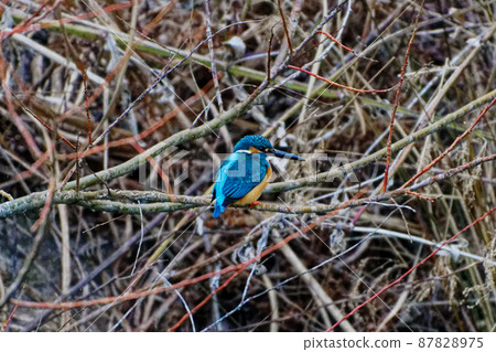 A small bird with a cobalt-colored back and an orange underside, Kingfisher ♂ 87828975