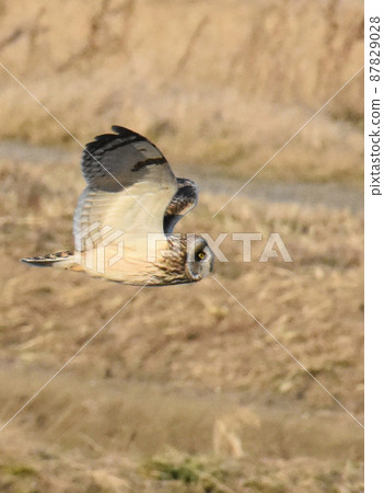 特固沼的野生鳥類 特固沼的野生鳥類 87829028