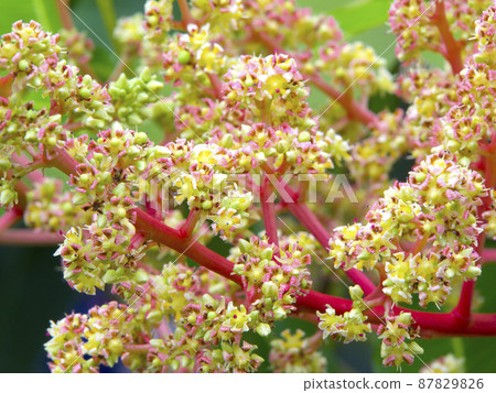 Mango flower (February-April flowering season) Mango flower (February-April flowering season) 87829826