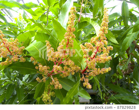 Mango flower (February-April flowering season) Mango flower (February-April flowering season) 87829828