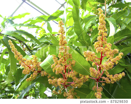 芒果花(2-4月開花期) 芒果花(2-4月開花期) 87829830