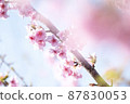Kawazu cherry tree 87830053