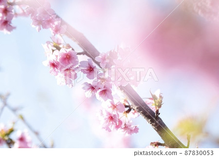 Kawazu cherry tree Kawazu cherry tree 87830053