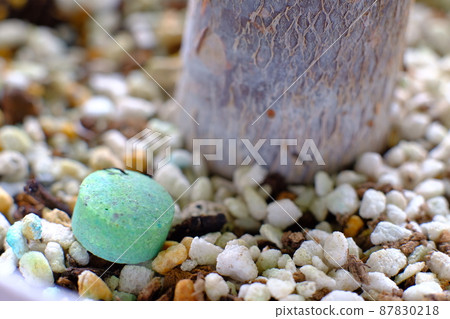 Fertilizer for foliage plants Fertilizer for foliage plants 87830218