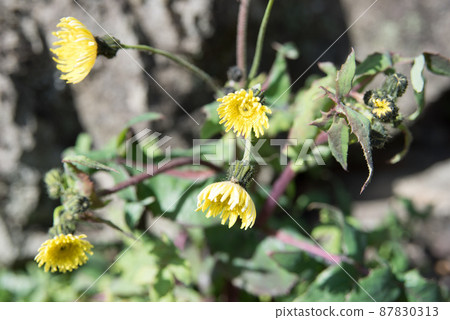 Nogenti花 Nogenti花 87830313