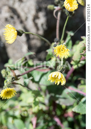 Nogenti花 Nogenti花 87830314