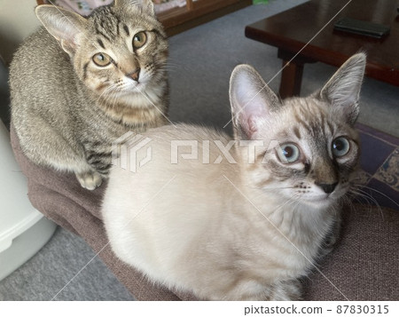 Cat looking at camera Cat looking at camera 87830315