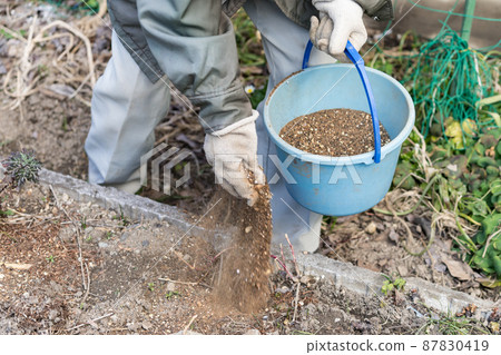 Senior man holding a bucket and fertilizing the vegetable garden Senior man holding a bucket and fertilizing the vegetable garden 87830419