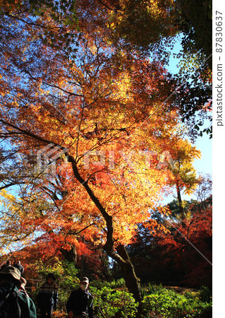 福岡縣的低山“清水山”,秋葉遠足路線 福岡縣的低山“清水山”,秋葉遠足路線 87830637