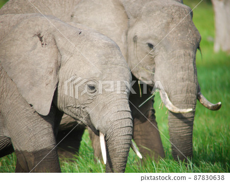 African Elephants in Kenya Sweetwater Game Reserve 87830638