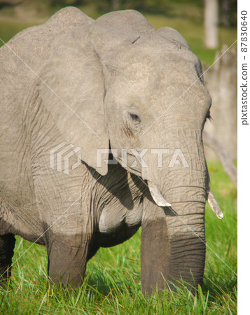 African Elephants in Kenya Sweetwater Game Reserve 87830640